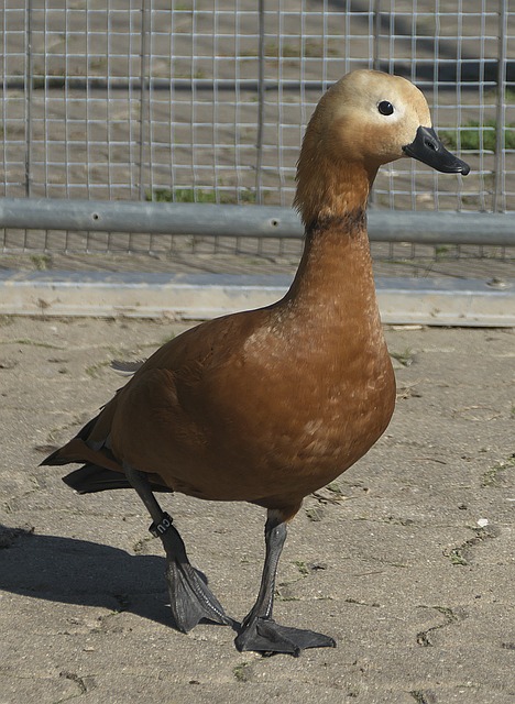 全场压制